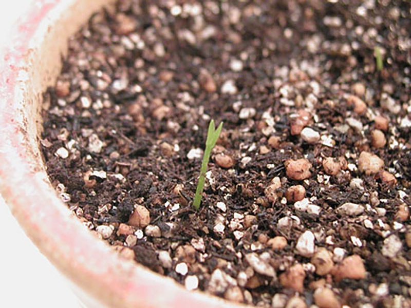 Read more about the article すだち・かぼす #1