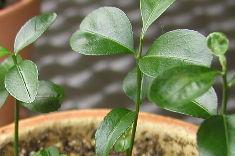 Read more about the article すだち・かぼす #2