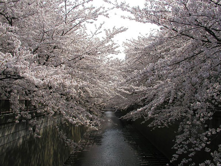 Read more about the article 目黒川の桜 2007 #3