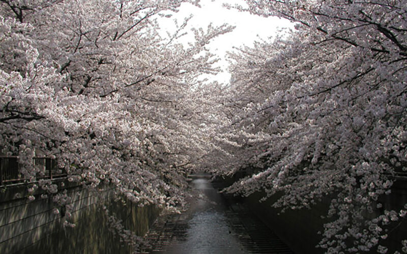 目黒川の桜 2007 #3