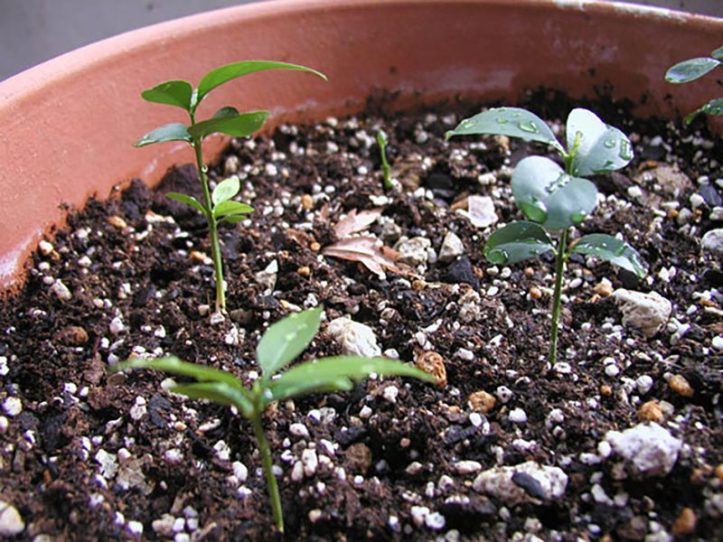 Read more about the article すだち・かぼす #6