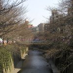目黒川の桜 2007 #1