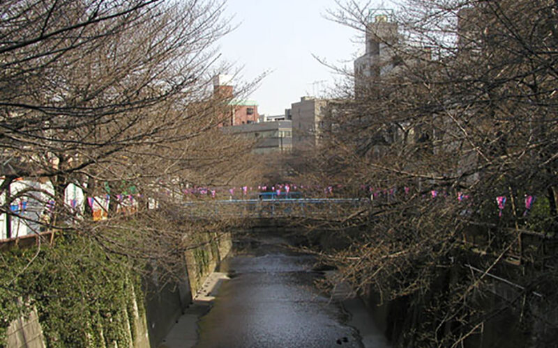 目黒川の桜 2007 #1