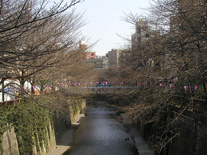 Read more about the article 目黒川の桜 2007 #1