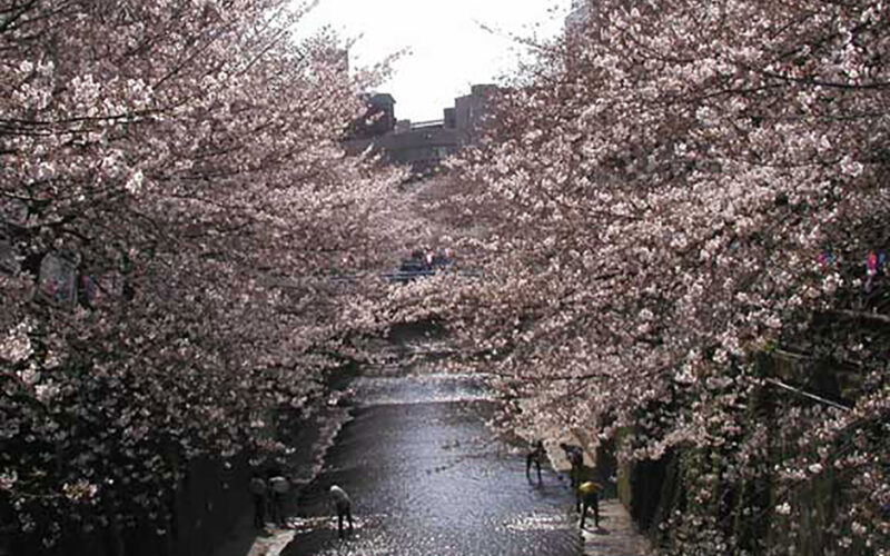 目黒川の桜 2007 #6