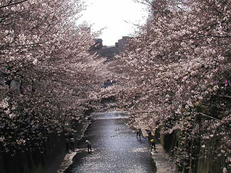 Read more about the article 目黒川の桜 2007 #6