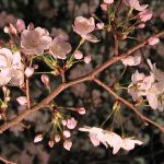 目黒川の桜 2007 #7