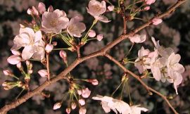 目黒川の桜 2007 #7