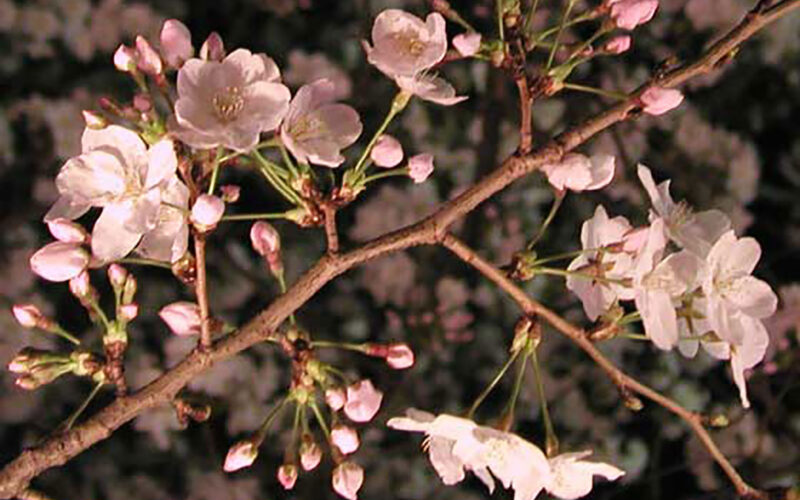 目黒川の桜 2007 #7