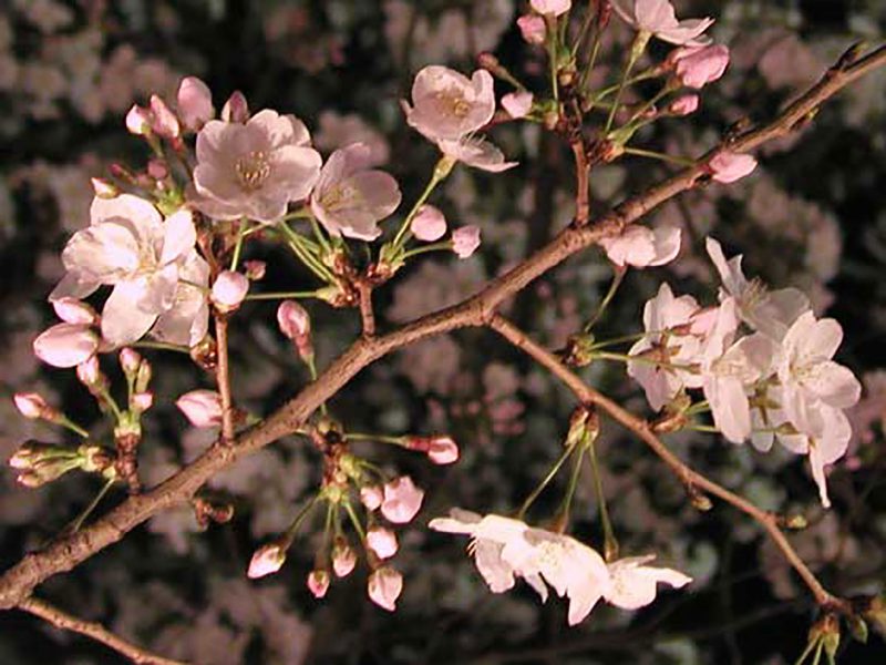 Read more about the article 目黒川の桜 2007 #7