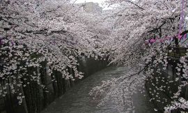 目黒川の桜 2007 #8