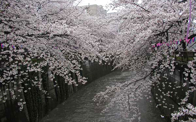 目黒川の桜 2007 #8