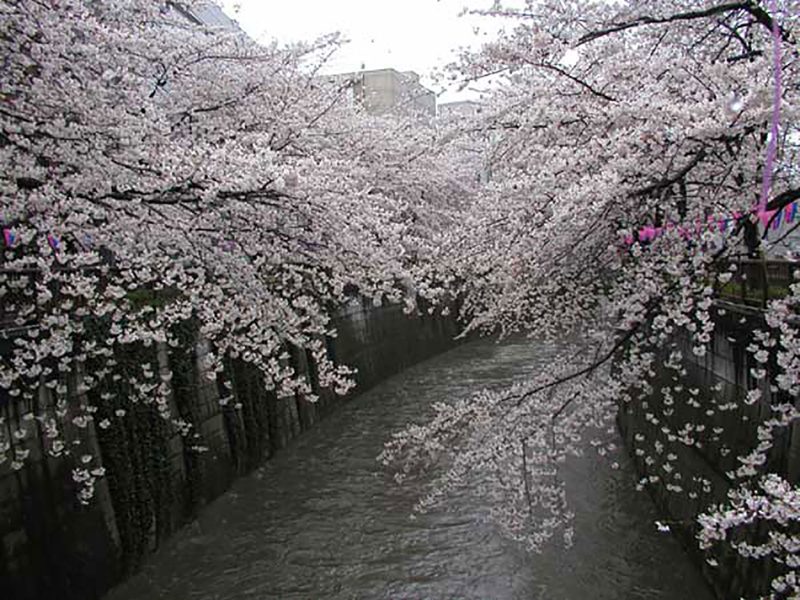 Read more about the article 目黒川の桜 2007 #8