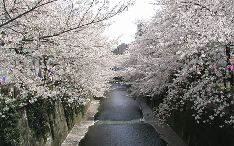 目黒川の桜 2007 #10