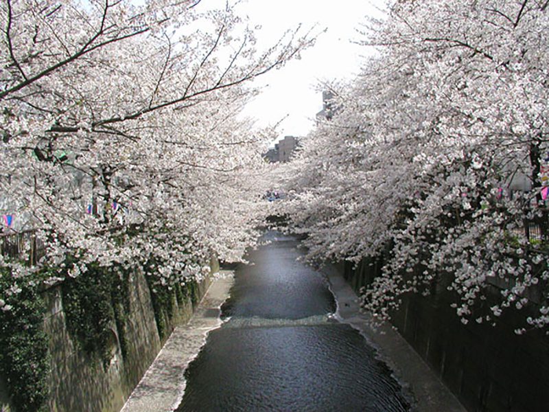 Read more about the article 目黒川の桜 2007 #10