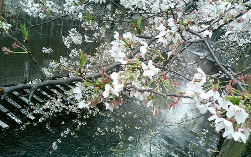 目黒川の桜 2007 #11