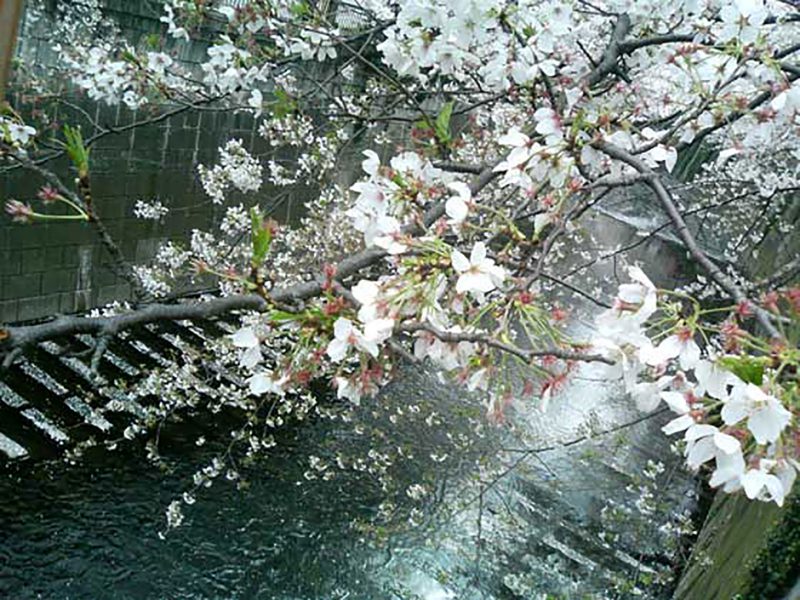 Read more about the article 目黒川の桜 2007 #11