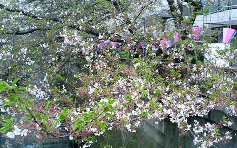 目黒川の桜 2007 #12