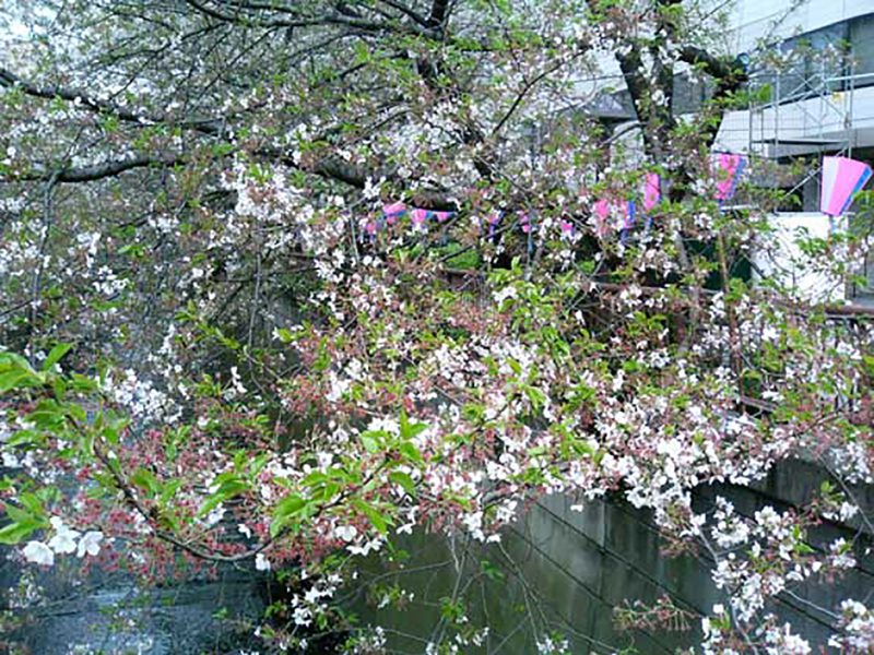 Read more about the article 目黒川の桜 2007 #12