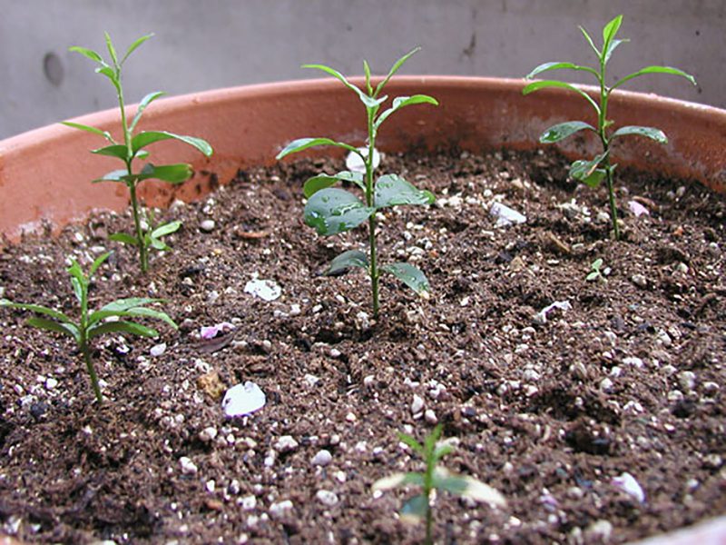 Read more about the article すだち・かぼす #7