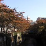 目黒川の桜：紅葉