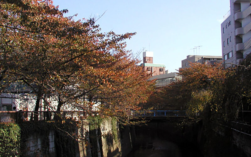 目黒川の桜：紅葉