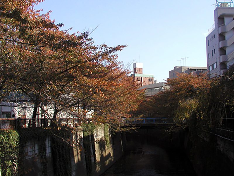 Read more about the article 目黒川の桜：紅葉