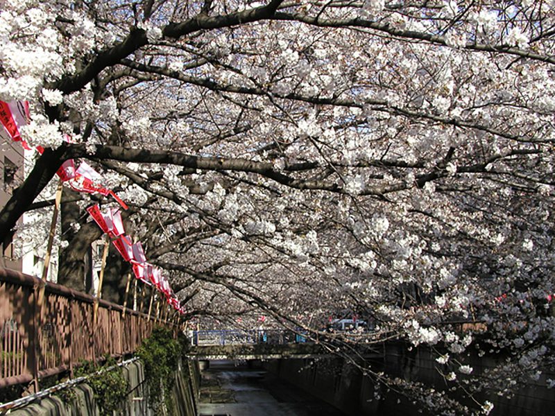 Read more about the article 目黒川の桜 2008 #4