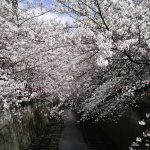 目黒川の桜 2008 #5