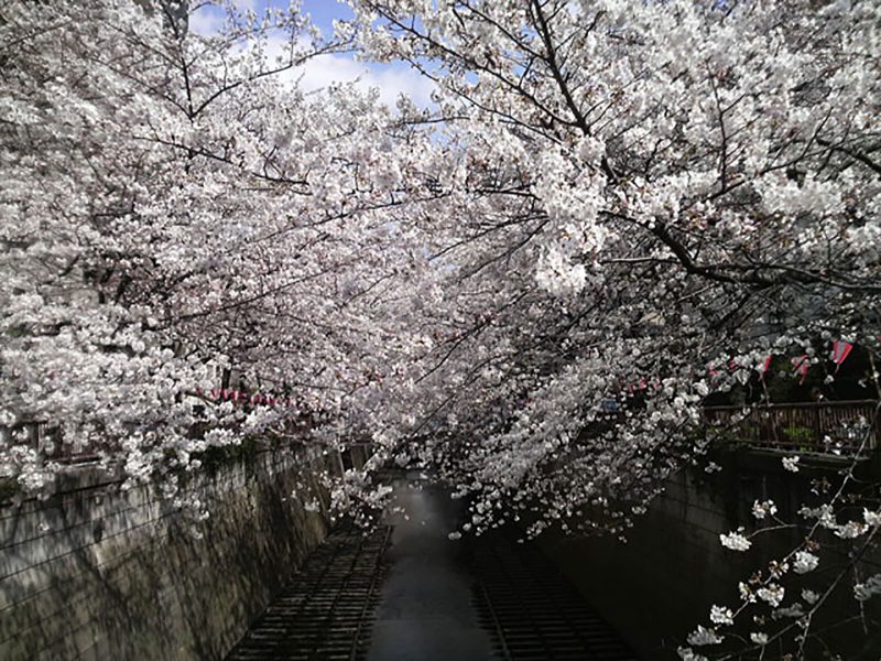 Read more about the article 目黒川の桜 2008 #5