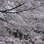 目黒川の桜 2008 #6