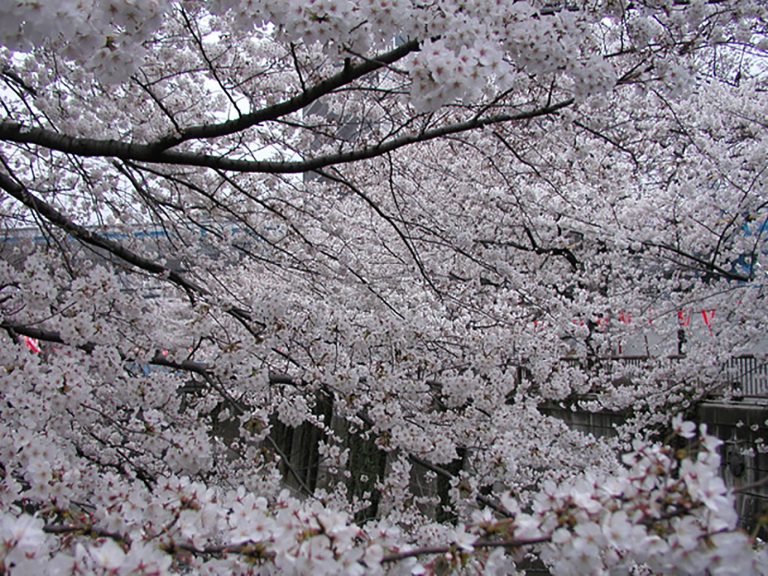 Read more about the article 目黒川の桜 2008 #6