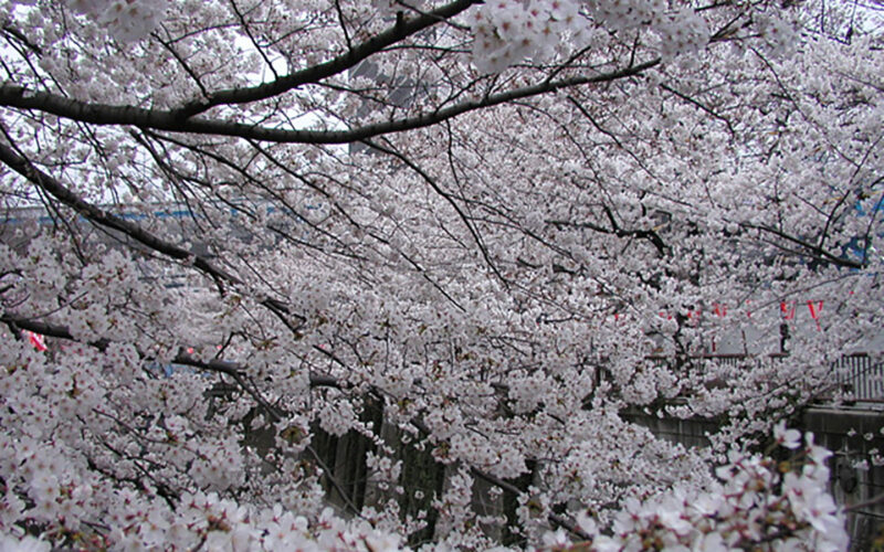 目黒川の桜 2008 #6