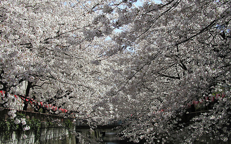 目黒川の桜 2008 #7
