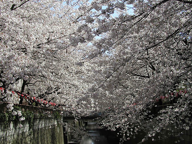 Read more about the article 目黒川の桜 2008 #7