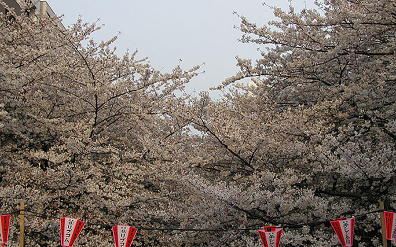 目黒川の桜 2008 #8