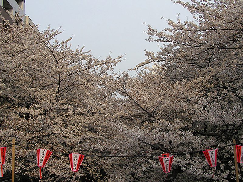 Read more about the article 目黒川の桜 2008 #8