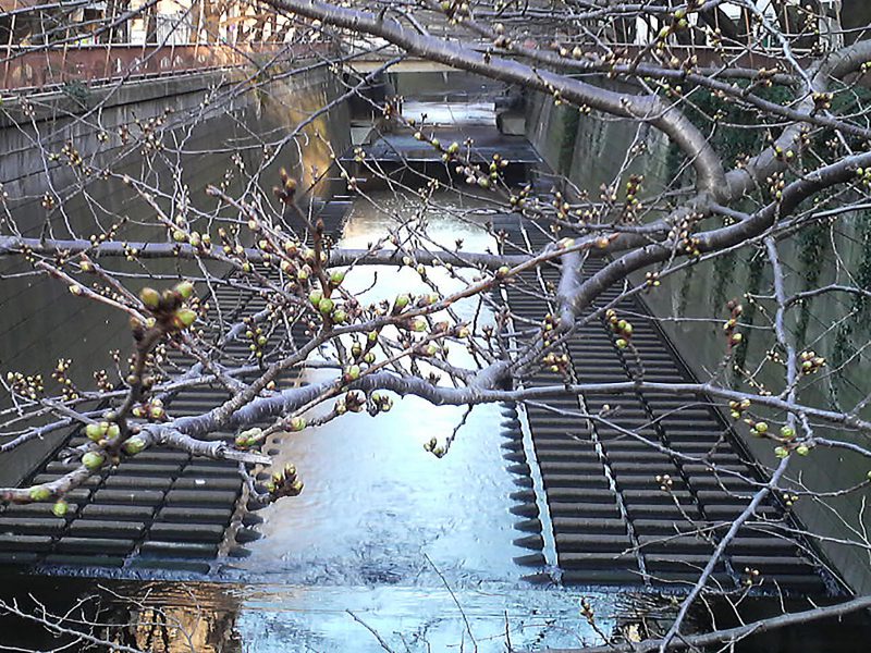 Read more about the article 目黒川の桜 2009 #1