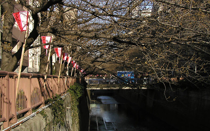 目黒川の桜 2009 #3