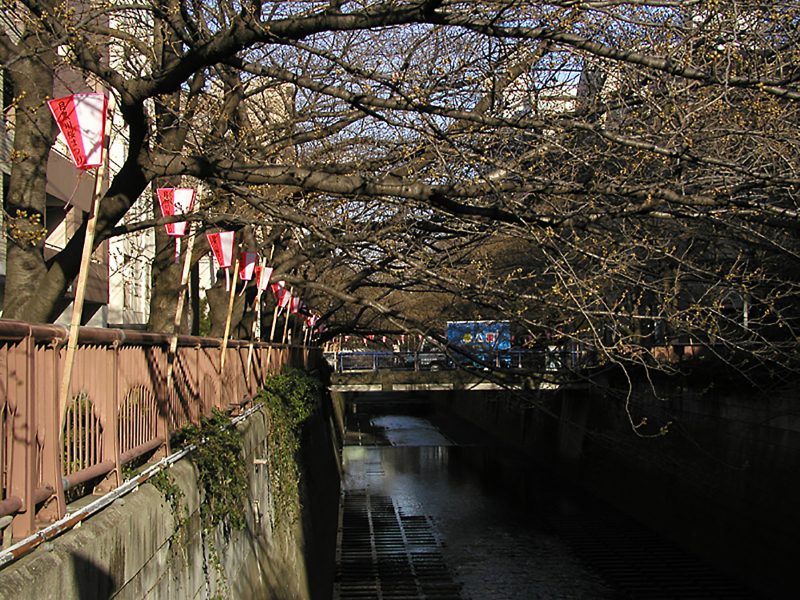 Read more about the article 目黒川の桜 2009 #3