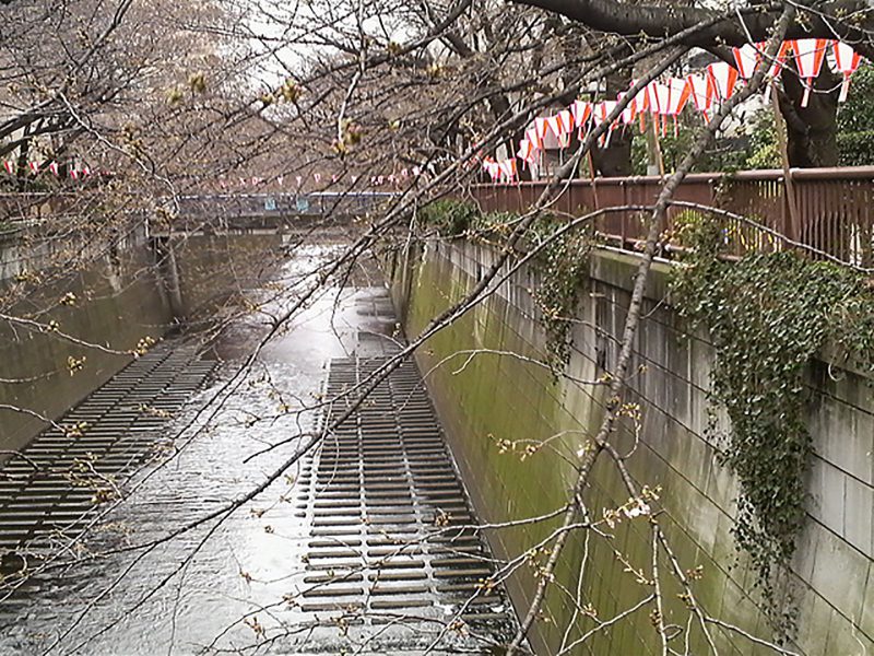 Read more about the article 目黒川の桜 2009 #4