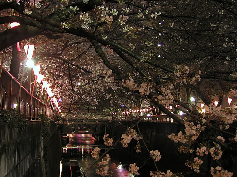 Read more about the article 目黒川の桜 2009 #6