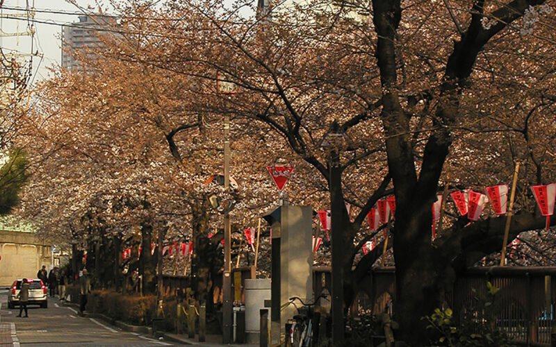 目黒川の桜 2009 #7
