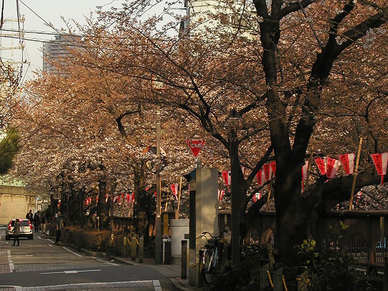 Read more about the article 目黒川の桜 2009 #7