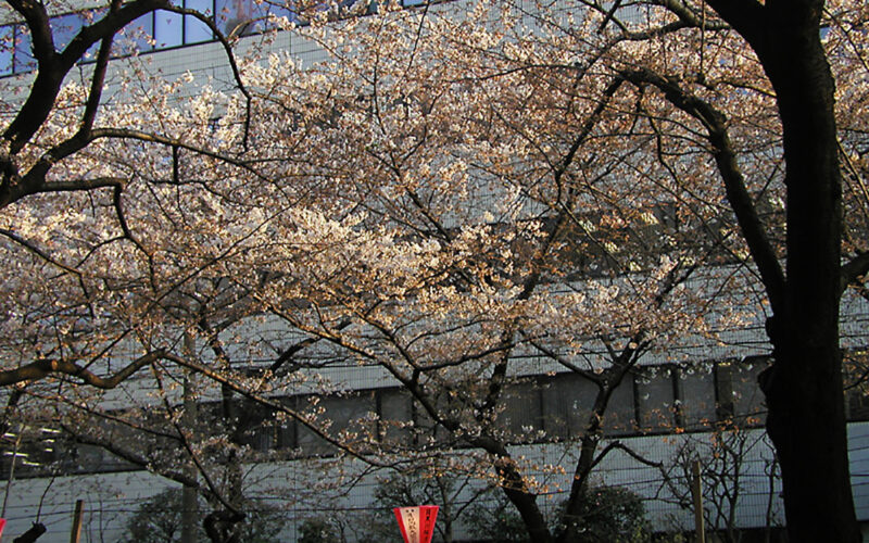 目黒川の桜 2009 #8