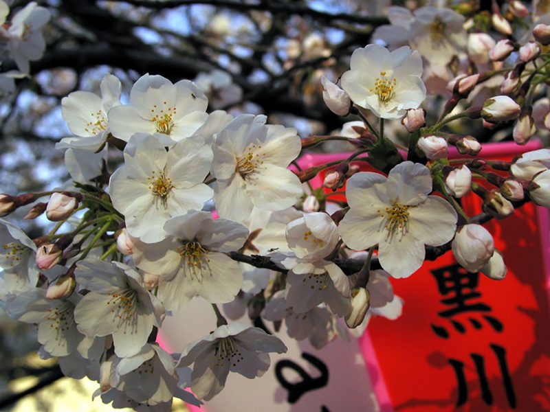 Read more about the article 目黒川の桜 2009 #9