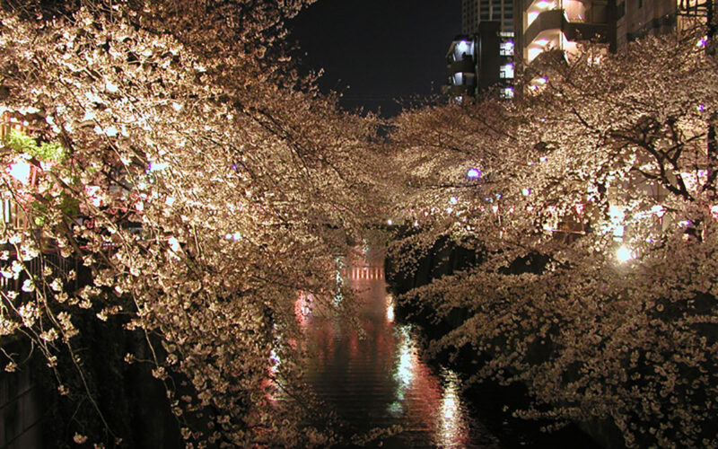 目黒川の桜 2009 #10
