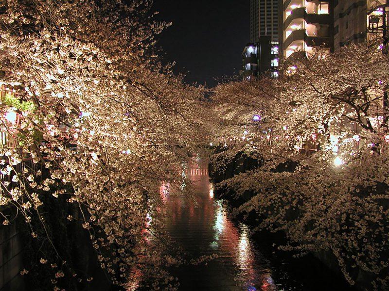 Read more about the article 目黒川の桜 2009 #10