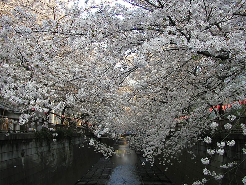 Read more about the article 目黒川の桜 2009 #12