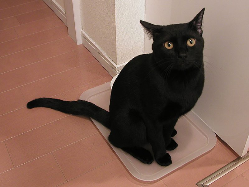 Read more about the article そろそろ1年